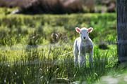 Spring Photoshop Actions, an Action Add-On by Bato (Thumbnail 8 of 16)