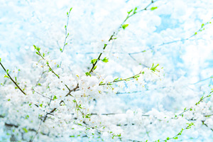 White flowers of branch cherry tree, a Business Photo by Vapi