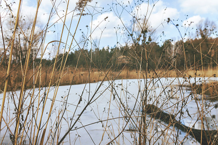 Through the dry yellow grass, a snow-covered lake, a forest and, a Nature Photo by TanaCh