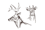 Hand drawn collection of deer, an Animal Illustration by TheMountBirdStudio (Thumbnail 4 of 6)