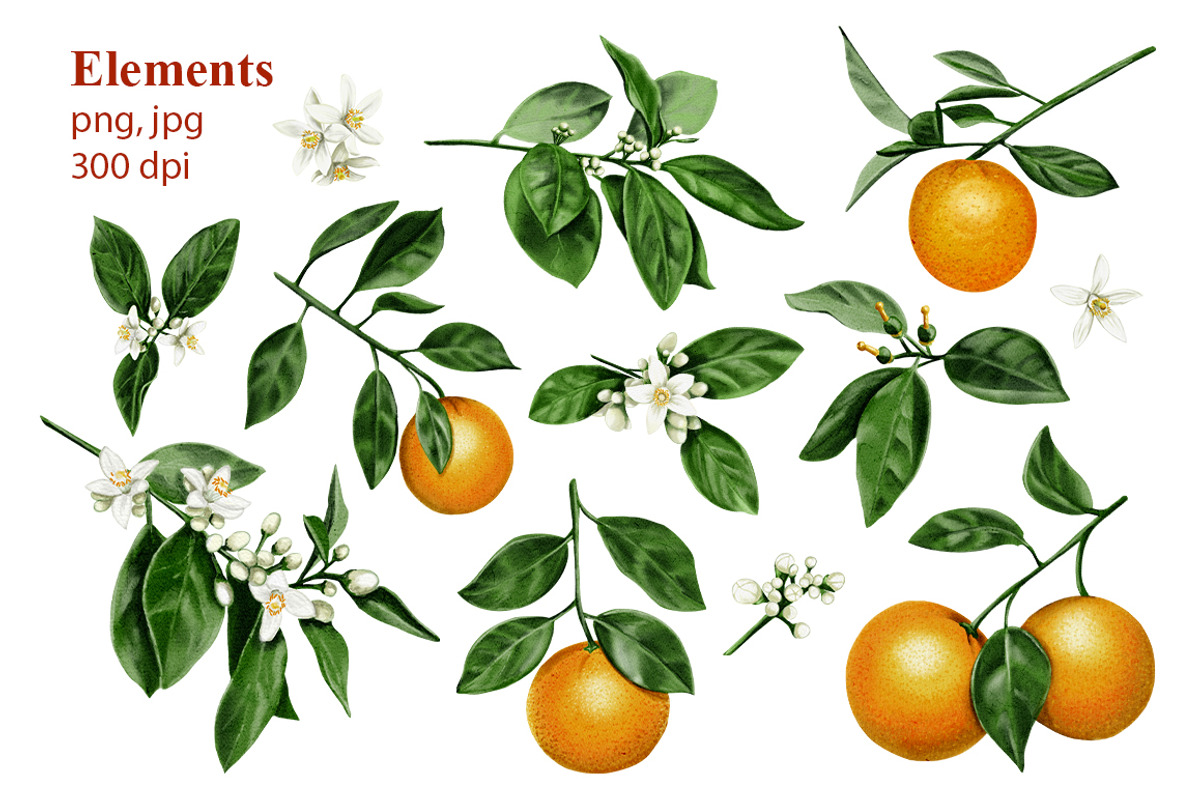 Oranges flowers and fruits clip art, a Food Illustration by Alena Sid (Photo 2 of 14)