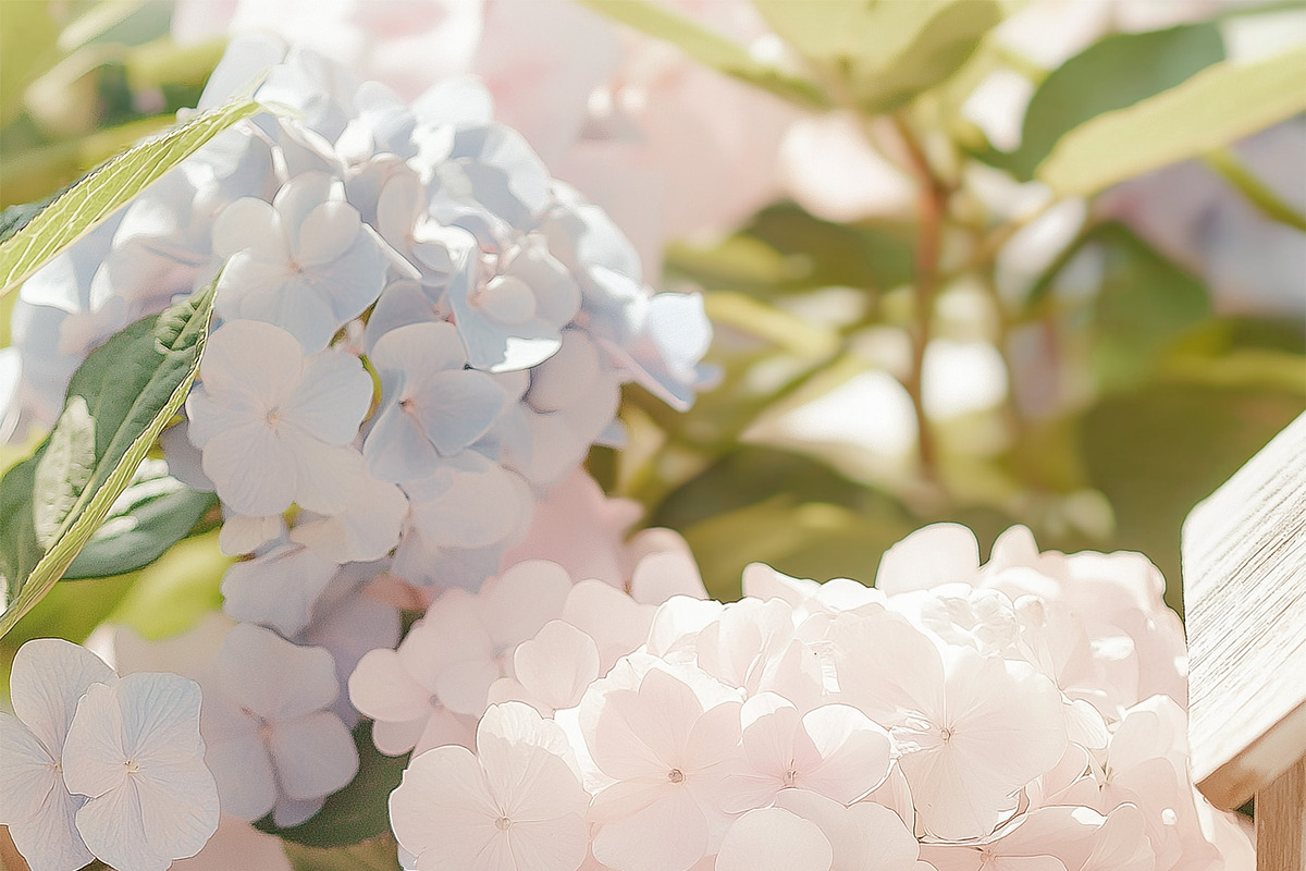 Hydrangea Watercolor Invitation Set, a Decorative Illustration by Sunshine Art (Photo 11 of 13)