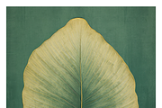 Bief Co · Botanical Leaf Backgrounds, a Texture Illustration by milatovar (Thumbnail 12 of 21)