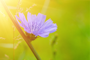 Chicory flower in nature, a Nature Photo by Nature and travel