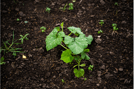 Pumpkin seedlings planted in the, a Nature Photo by volodymyrshtun13795