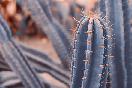 Background with cactus stock photo containing cactus and cacti, a Nature Photo by veronika.smirnaya