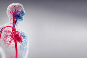medical rendering of human circulatory system showing heart, vei, a Health & Medical Photo by José Manuel Gelpi