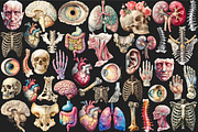 Antique Anatomy Overlays Set 2, a Graphic by designcity5 (Thumbnail 2 of 4)