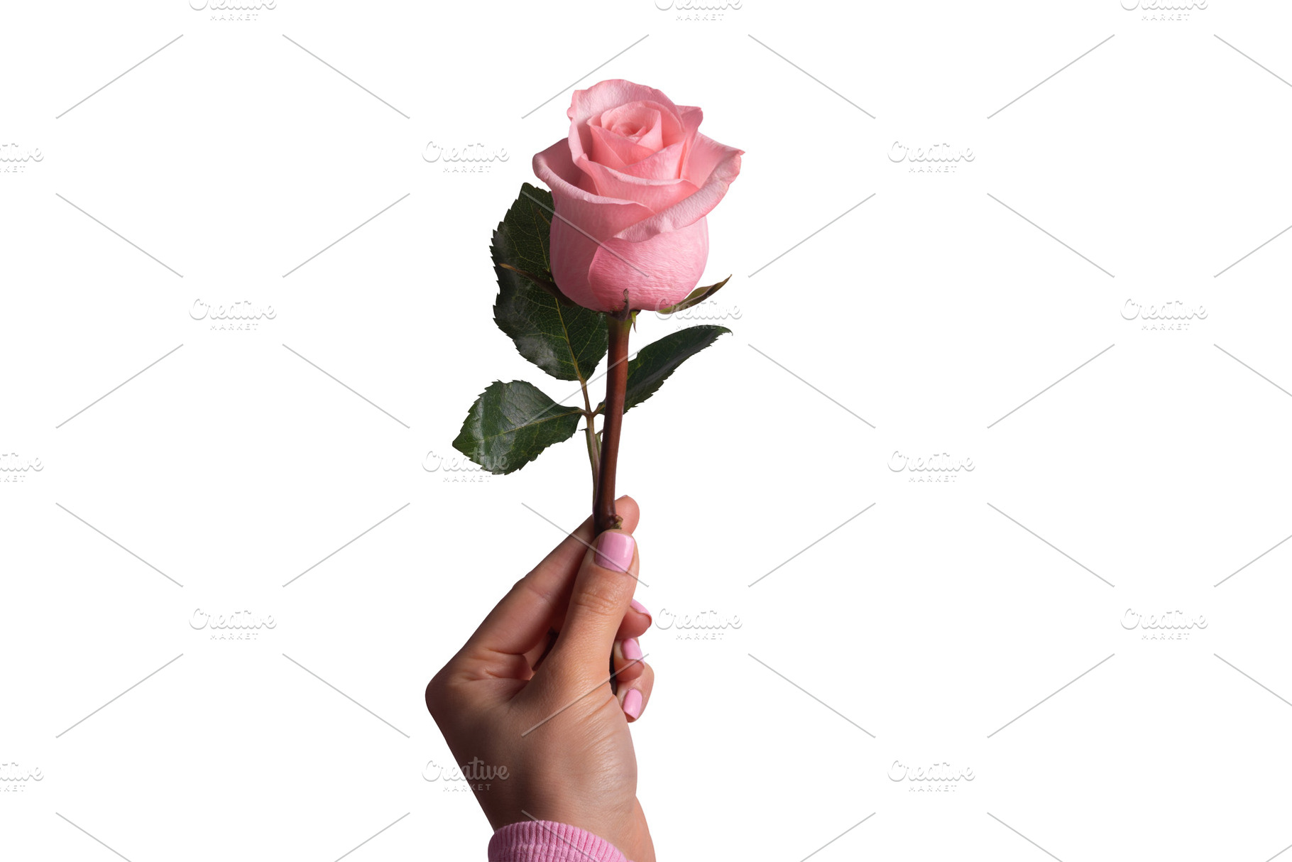 Female hand holding a single pink rose on white background, symb, a Holiday Photo by Ales Munt