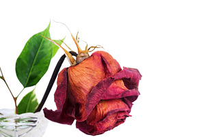 Dried red rose in vase, a Nature Photo by Artspace