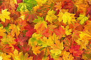 Yellow red autumn maple leaves, a Nature Photo by LiliGraphie