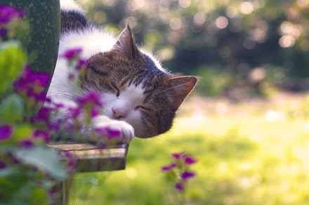 Laying Cat