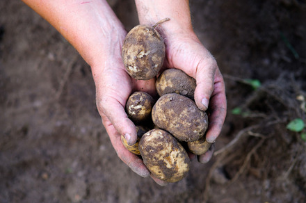 Harvest potato in farmer hands, a Food & Drink Photo by photoguns