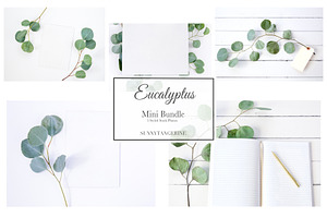 5 Eucalyptus Mini Bundle