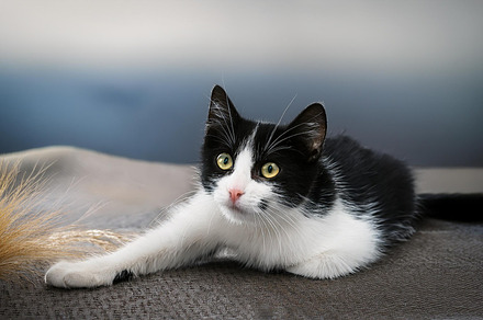 black white cat pet, AI generated, a Photo by WorldPhotos