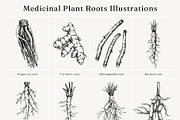 Medicinal Roots Illustrations Set, a Healthcare Illustration by Yevheniia (Thumbnail 10 of 12)