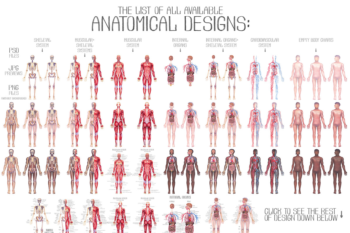 Watercolor anatomical body charts, a Healthcare Illustration by Ekaterina Glazkova (Photo 8 of 8)