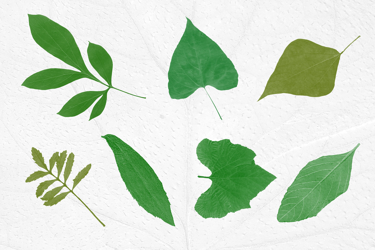 Leaves Photoshop Stamp Brushes, a Brush Add-On by ArtistMef (Photo 4 of 7)
