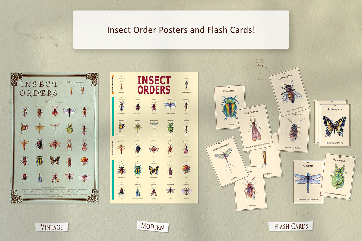 Hand Painted Insect Set, an Education Illustration by The Curio Cabinet (Photo 6 of 7)