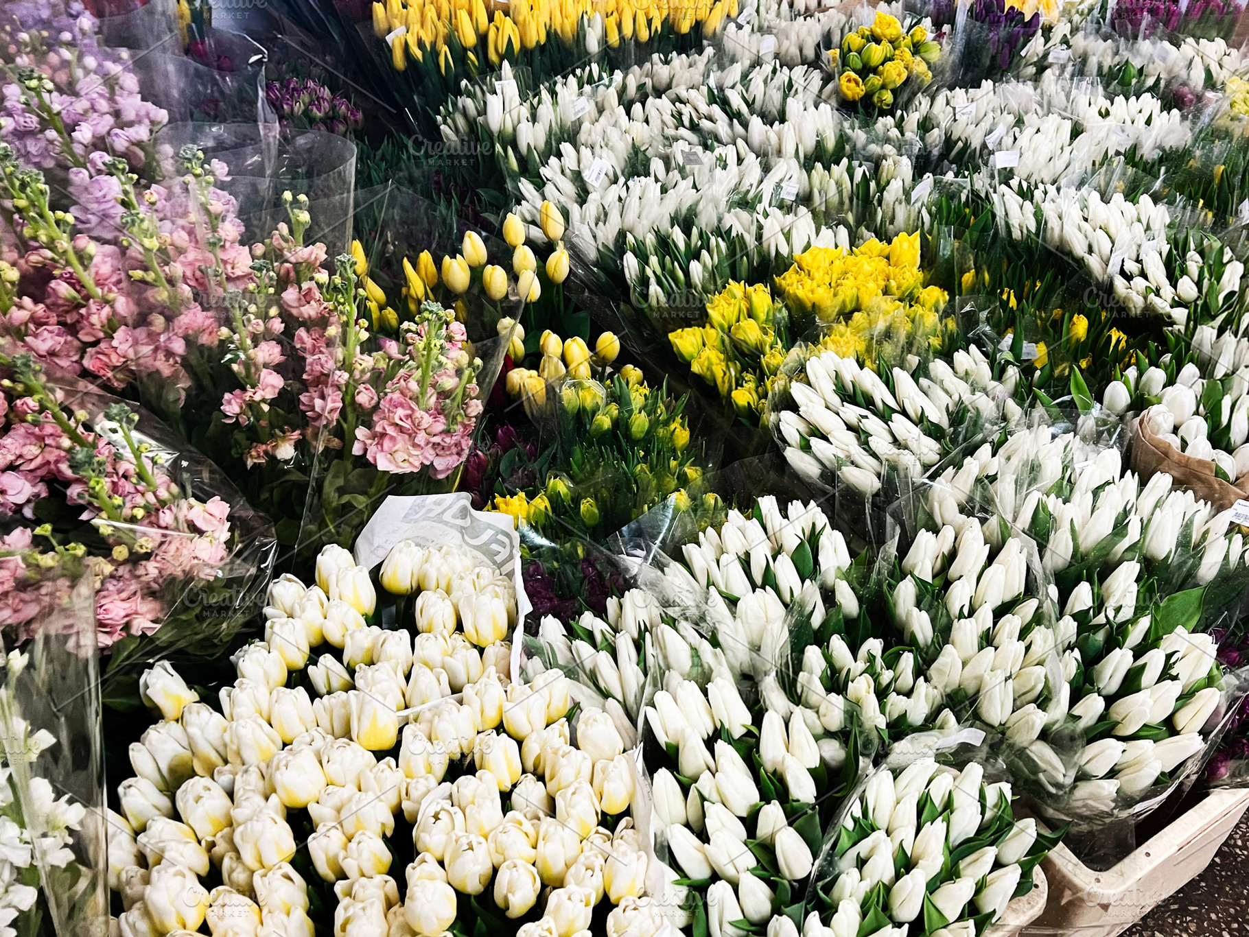 Freshly Prepared Bunches of Vibrant Tulips Displayed at a Local Flower Market, a Photo by AS photostudio