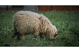 Welsh Mountain Sheep grazing calmly, an Animal Photo by Our Amazing World