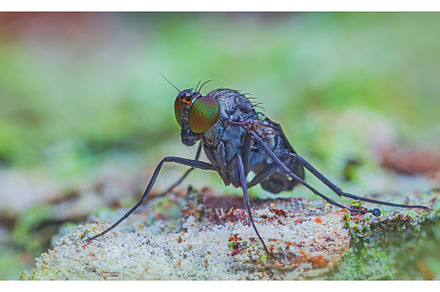 Adult Long-legged Fly of the Family, an Animal Photo by Lukas Jonaitis SHOP