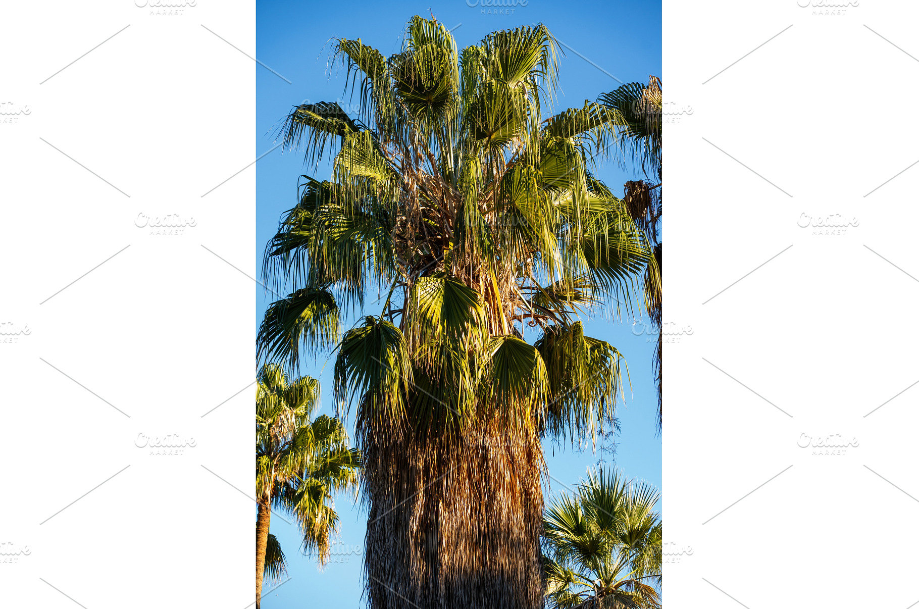 Palm fronds and rough trunk reaching, a Nature Photo by volodymyrshtun13795