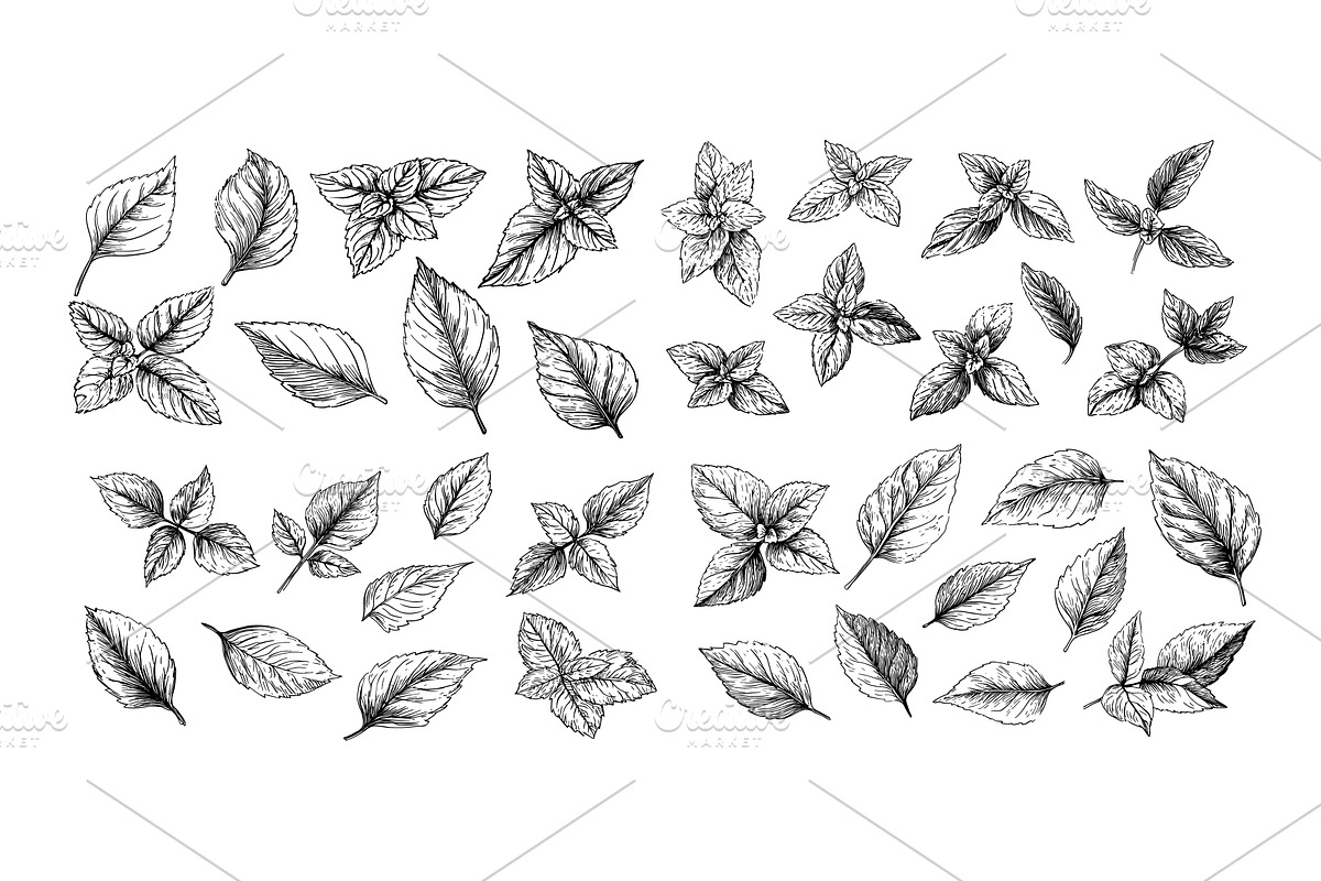 Mint leaves black ink sketch vector, an Object Illustration by Onyx