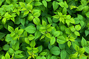 Green Natural Leaves Texture, a Photo by VetalStock (Thumbnail 3 of 8)