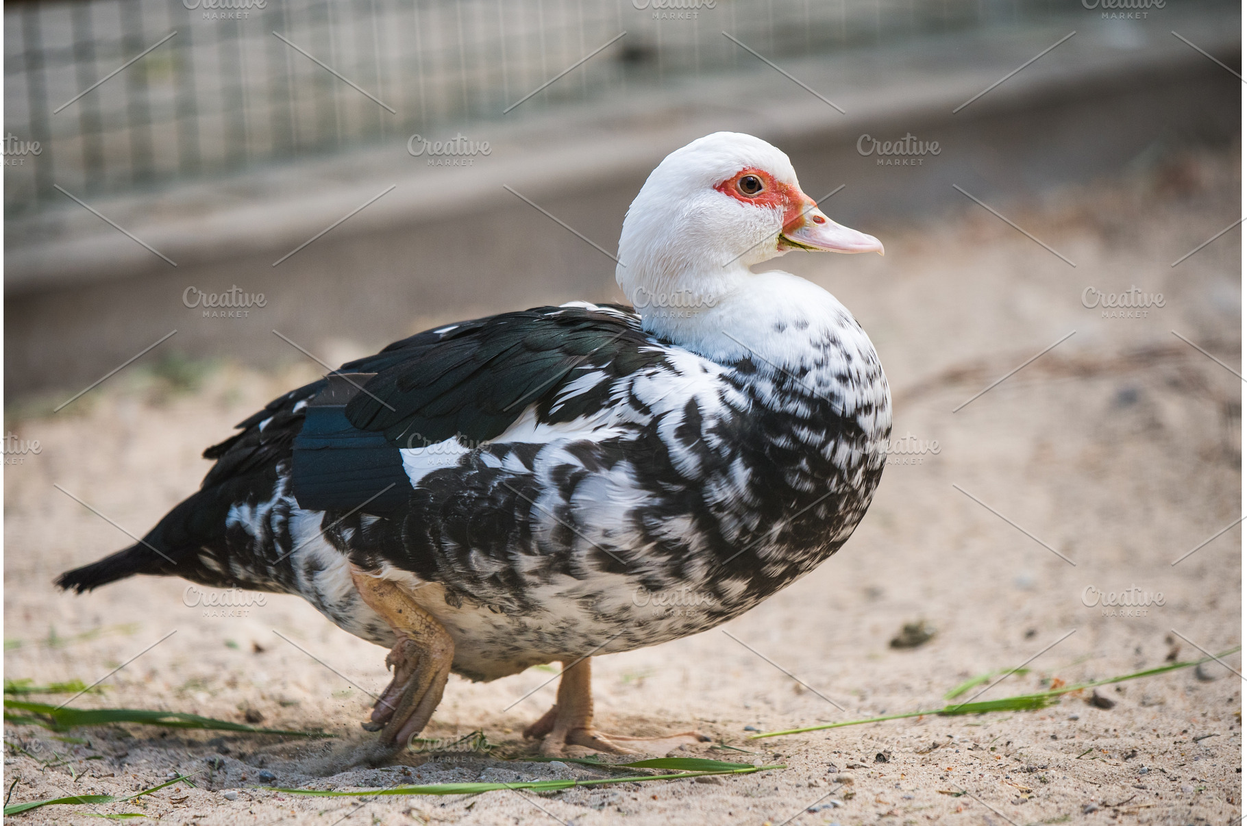 A muscovy duck female walking, an Animal Photo by COLORFUL