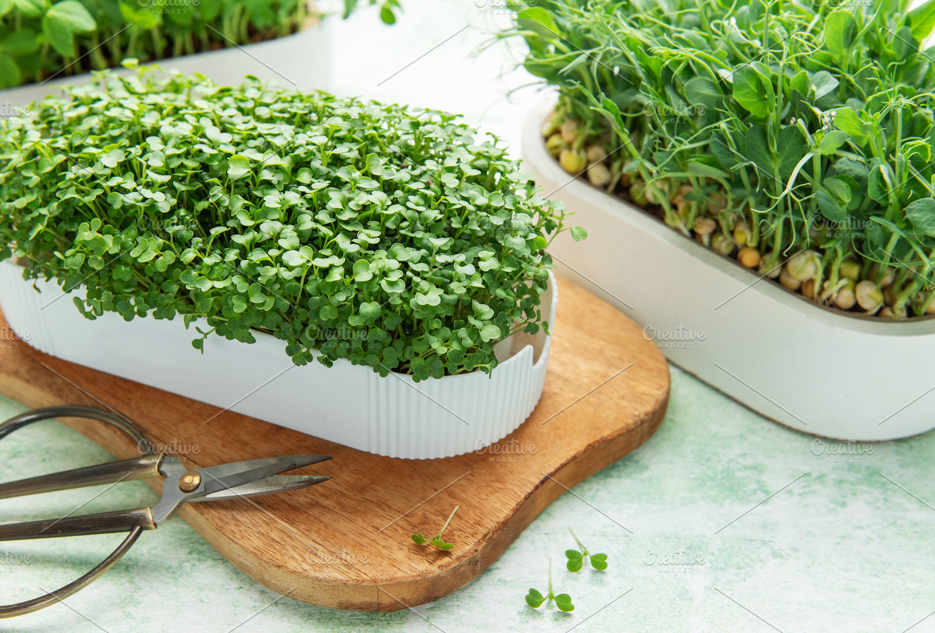 Growing fresh microgreens for healthy organic food and nutrition, a Food & Drink Photo by Olena Rudo