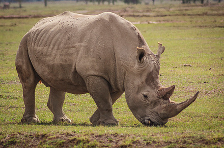 White rhino grazing