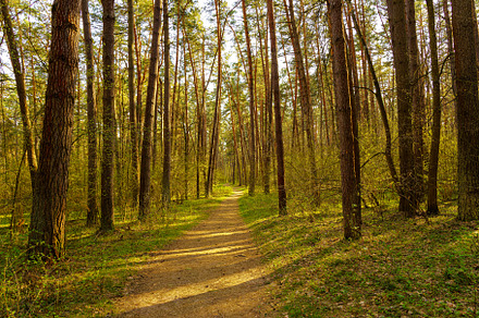 Path leads through a sunlit pine forest. Beautiful nature landscape for tranqui