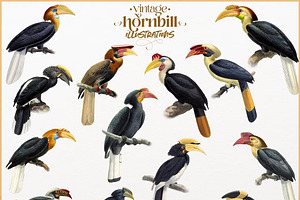Vintage hornbill illustrations
