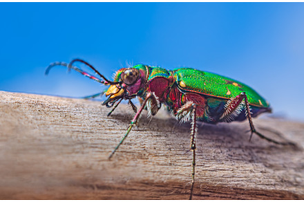 Green Tiger Beetle - Cicindela, an Animal Photo by Lukas Jonaitis SHOP