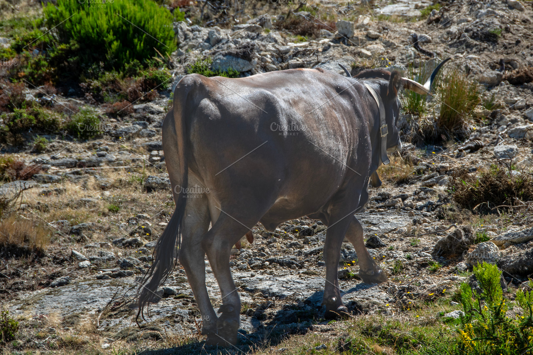 Black bull walking at countryside environment, an Animal Photo by DanFLCreativo
