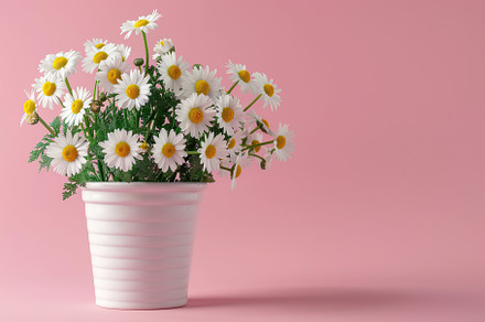 Fresh daisy flowers in pot on pink background, a Nature Photo by AlyaAnd