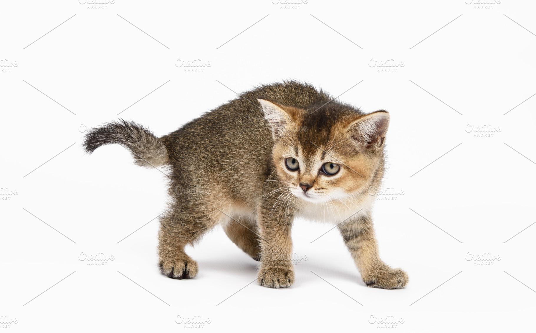 A small British Shorthair kitten, golden chinchilla color, stand, an Animal Photo by ndanko