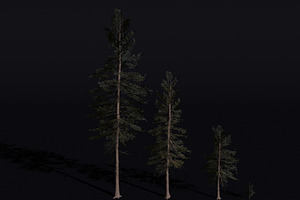 The Scots Pine Tree