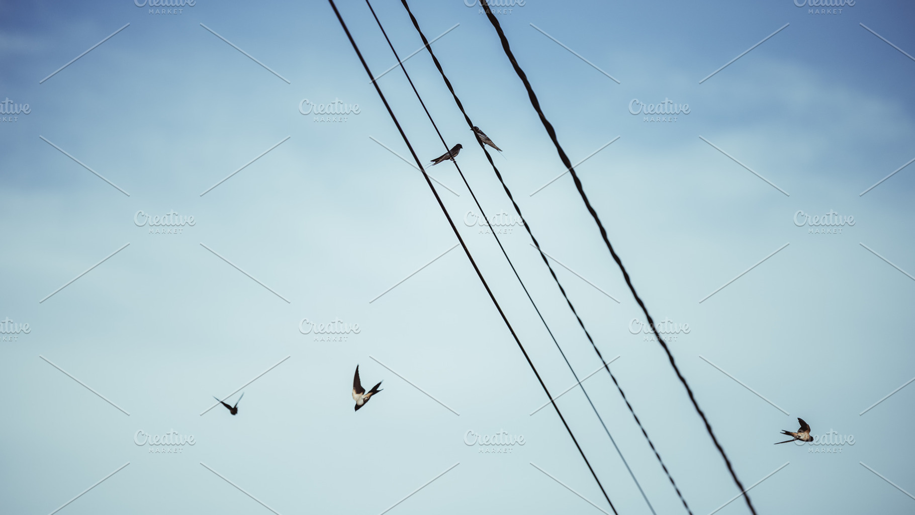 Swallows on wires and in flight, an Animal Photo by SkyNext