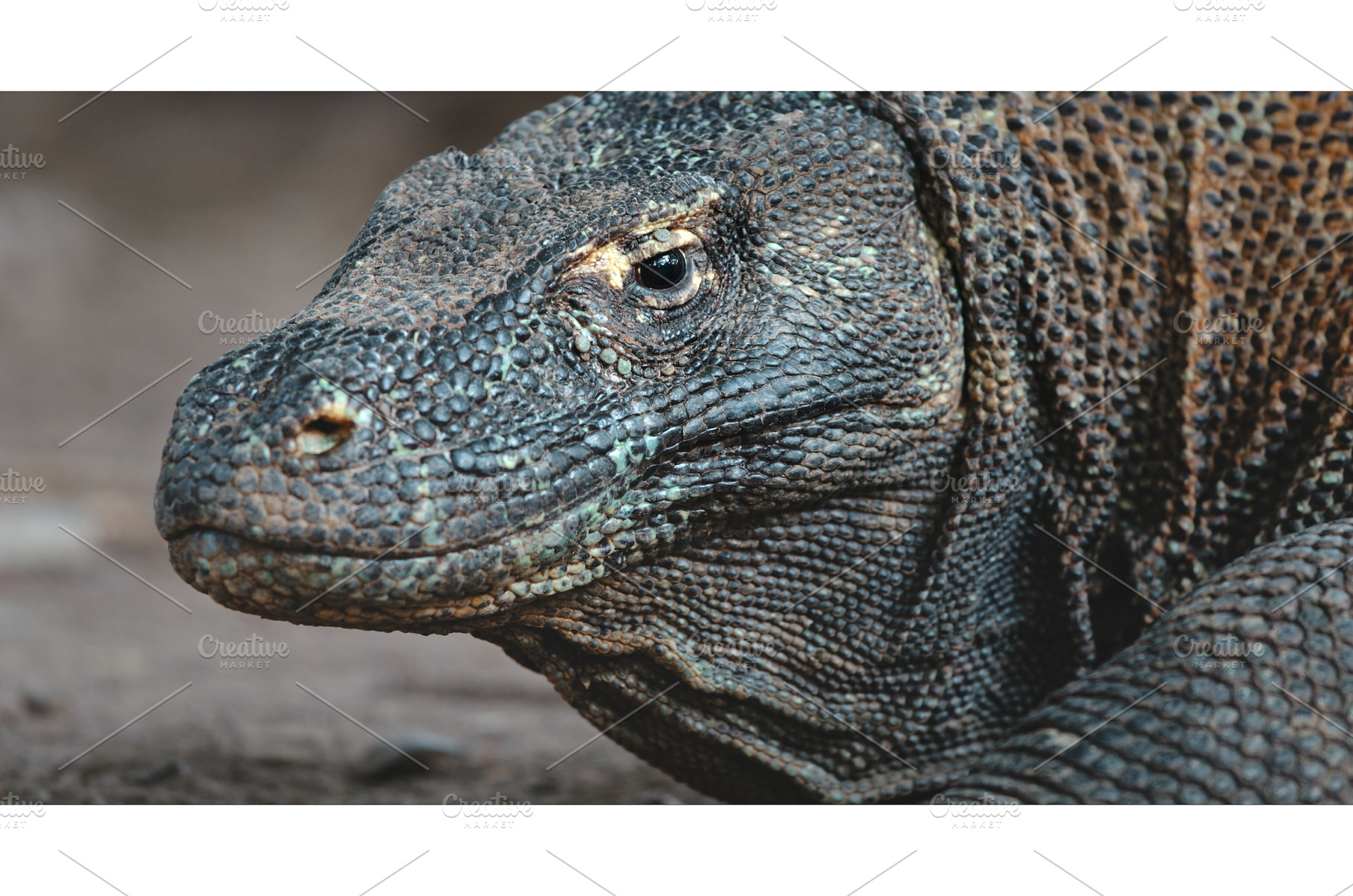 Komodo dragon resting showing its, an Animal Photo by Goinyk