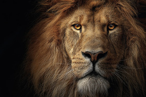 Lion gazes fiercely in dark, a Photo by Beautiful things