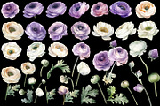 Ranunculus clipart, Watercolor flora, a Decorative Illustration by ElenazlataArt (Thumbnail 3 of 6)