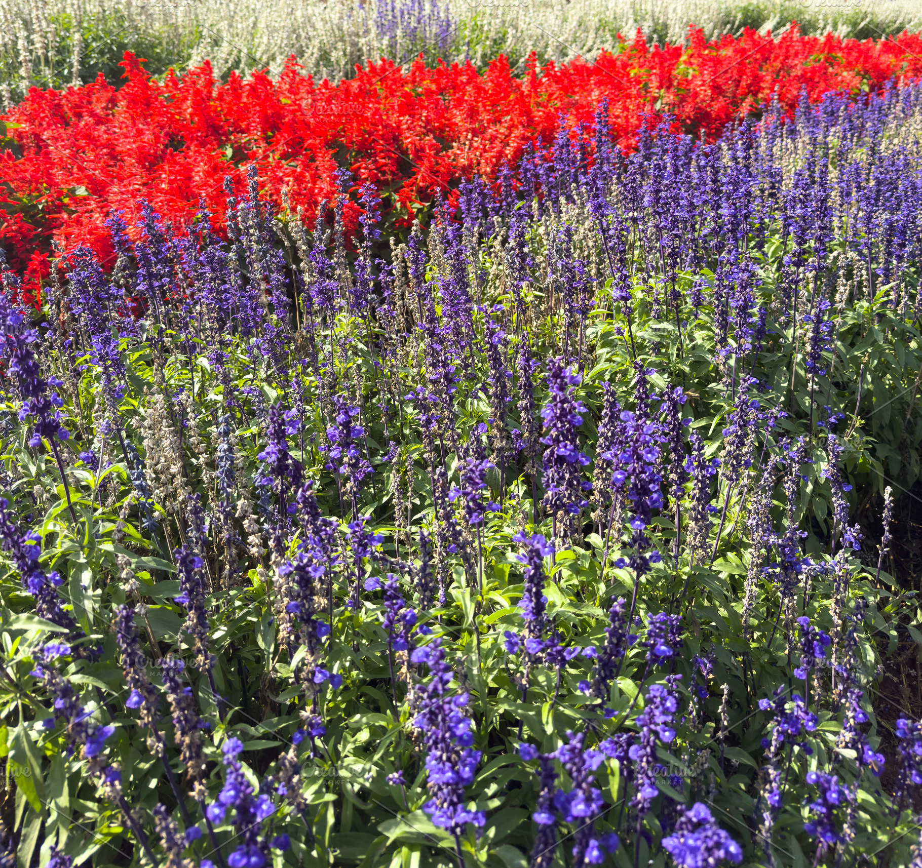 Salvia And Cockscomb Flowers Garden Background, a Nature Photo by THP Creative