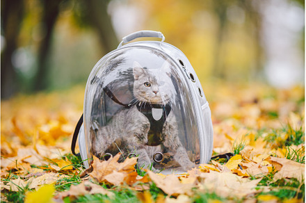 Domestic gray cat in a harness and a