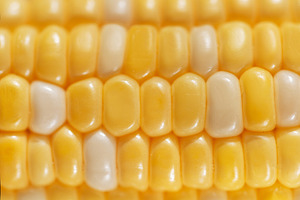Close up of vibrant sweet corn kernels, a Food & Drink Photo by Olena Rudo