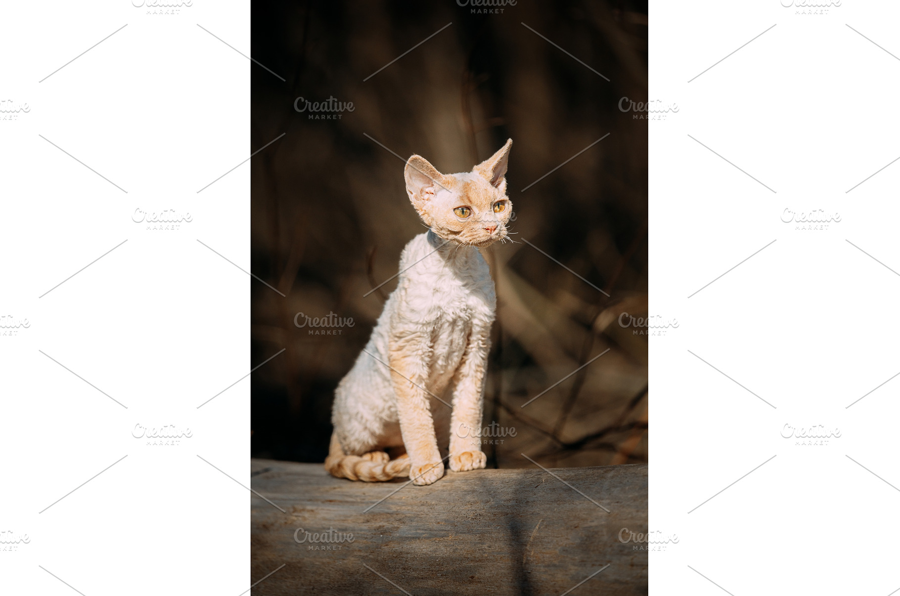 Red-Cream Devon Rex Kitten Standing, an Animal Photo by Our Amazing World