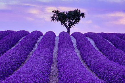 Lavender field in Provence