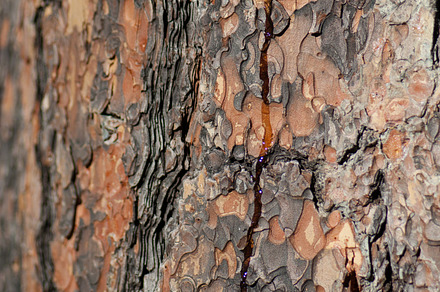 Tree Bark Patterns, a Nature Photo by Jacq Design