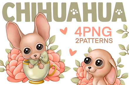 Cute chihuahua , funny dog